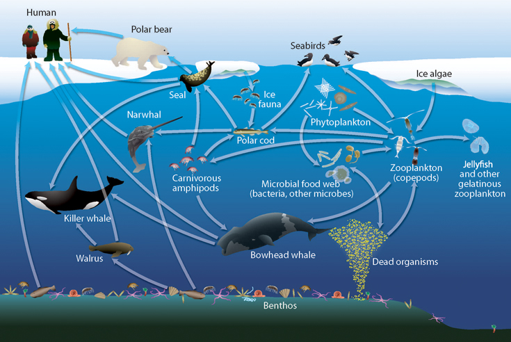 Arctic_marine_food_blog 1