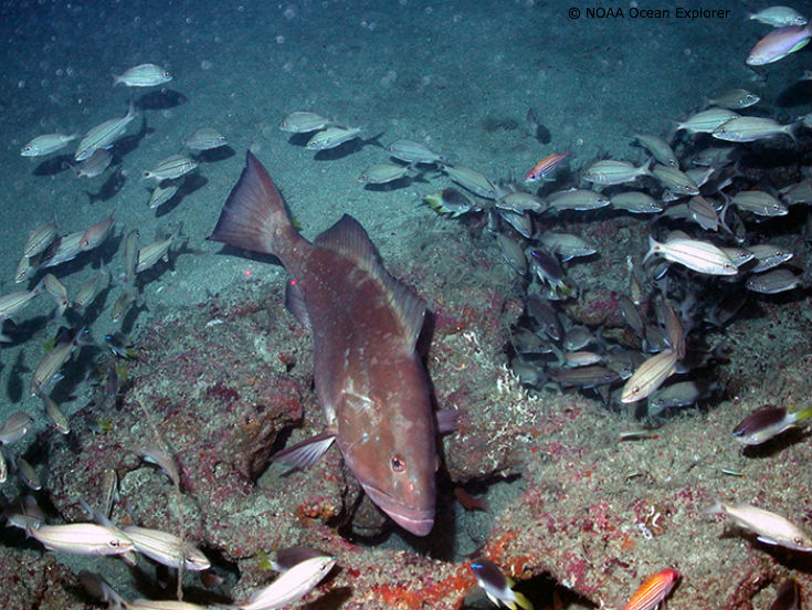 Red_Grouper_in_excavated_habitat_Pulley_Ridge_blog.jpg