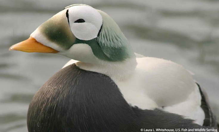 eider-andew-blog