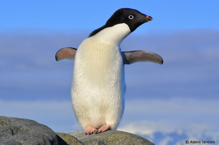 Adelie-of-the-Antarctic_blog.jpg