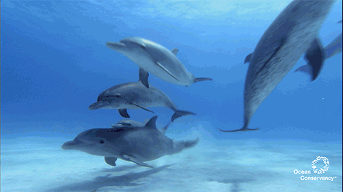 Seven Dolphin Species to Celebrate on National Dolphin Day - Ocean