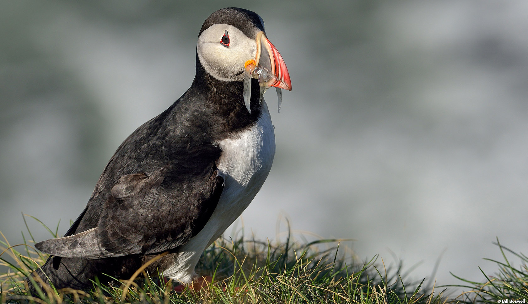 Puffin-Image2