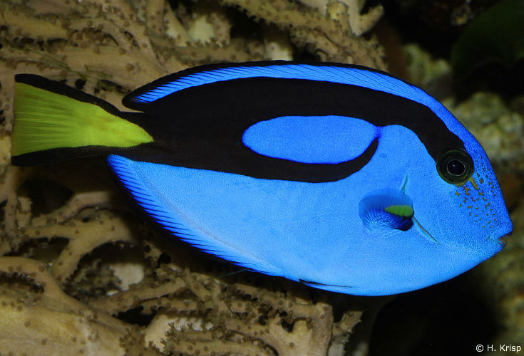 Who's the Real Dory? - Coral Reef Alliance