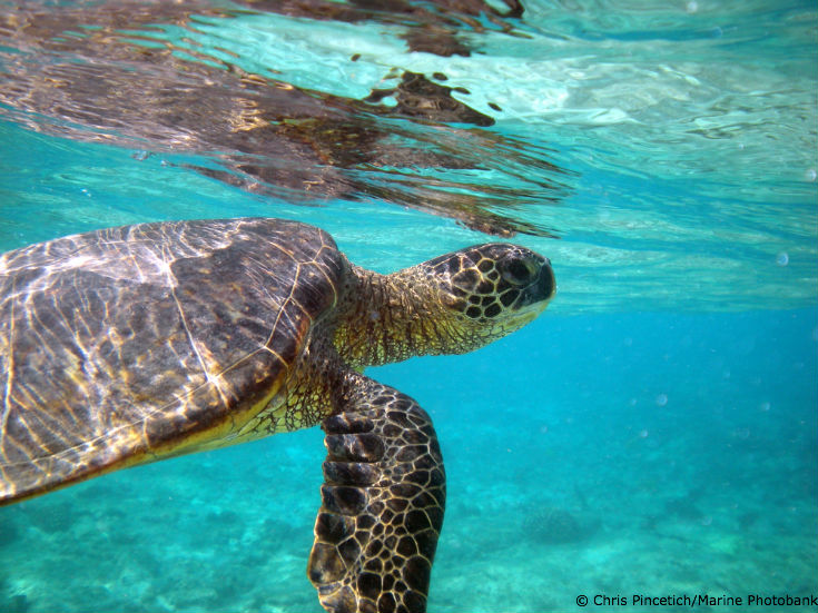 10 Things to Know About Sea Turtles - Ocean Conservancy