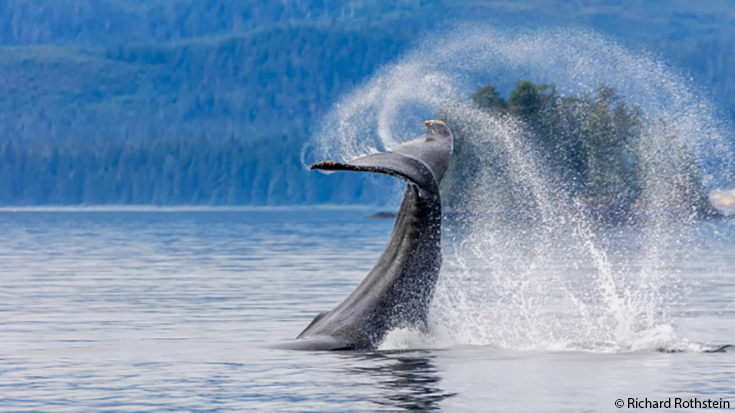 whale-splashing-blog.jpg