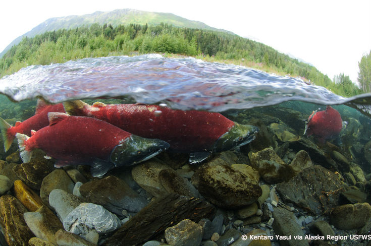 Why Your 'Wild Alaskan Salmon' May in Fact Be Very Oregonian