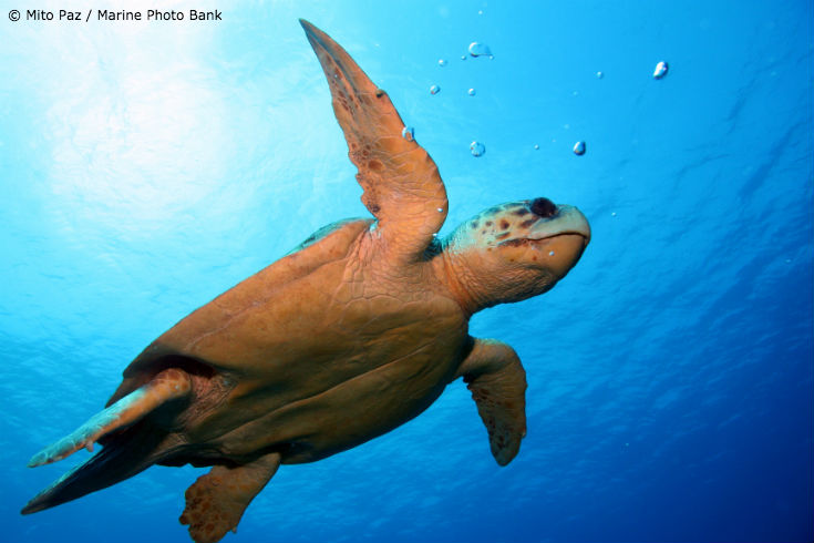 5-things-sea-turtles-need-to-survive-ocean-conservancy