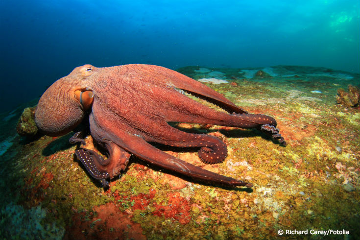 5 Motivi Il Polpo è L'animale Più Cool Del Mare | Niwex