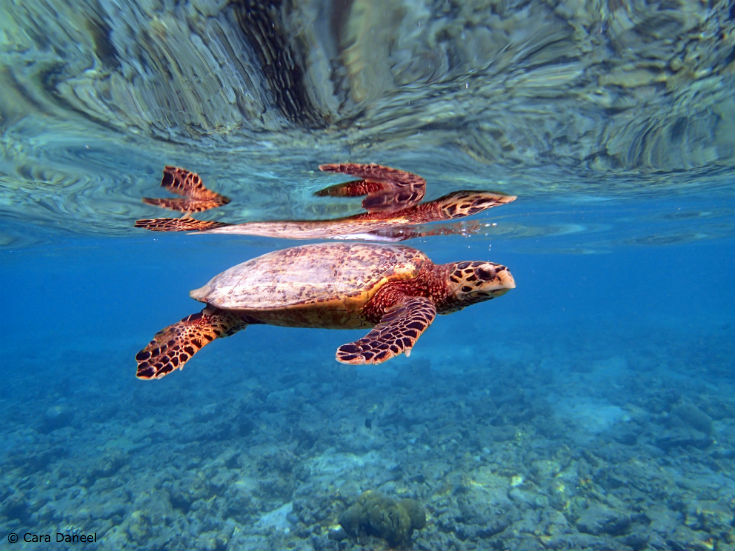 5 Weird Facts about Sea Turtles - Ocean Conservancy