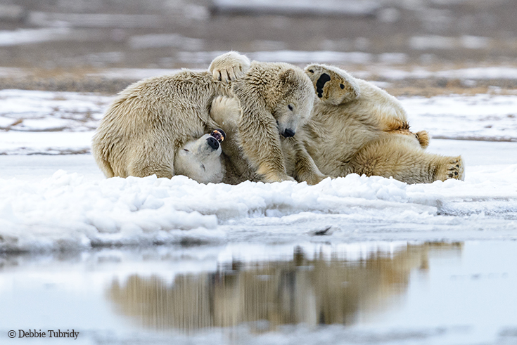 5 Things You Didn't Know About the Hudson Bay