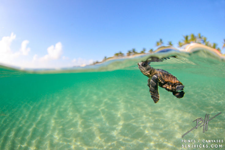 5 Weird Facts About Sea Turtles Ocean Conservancy