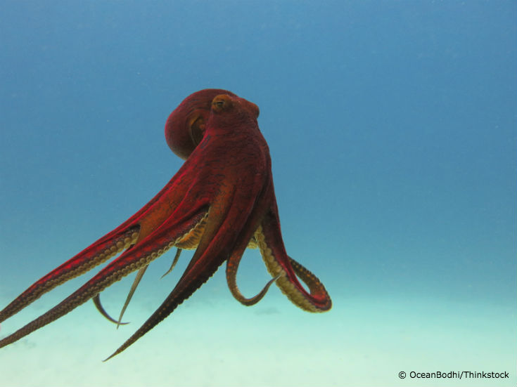 5 Reasons the Octopus is the Coolest Animal in the Sea - Ocean Conservancy