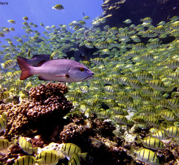 Katie_Davis_PurpleFish_blog.jpg