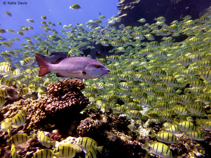 Katie_Davis_PurpleFish_blog.jpg