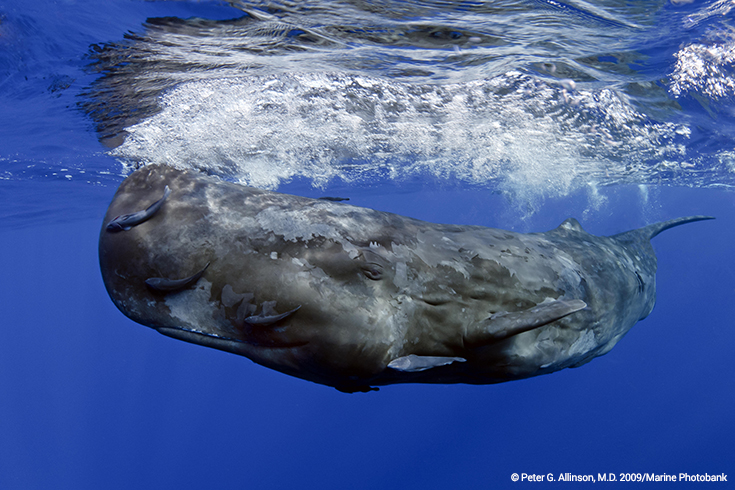 SpermWhale.jpg