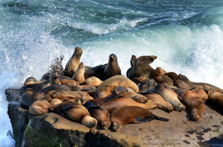 Seals vs. Sea lions — Sea Smart