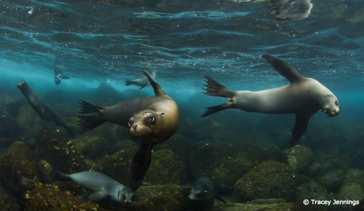 Dare to Compare: What's the Difference Between Sea Lions and Seals