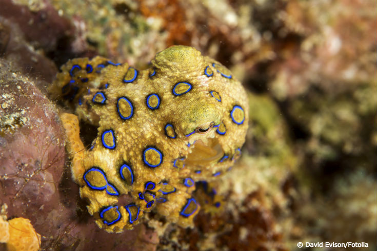 blue ringed octopus venom symptoms