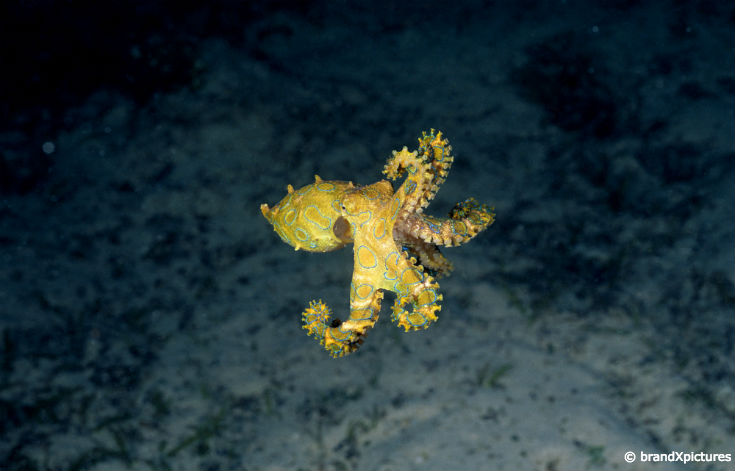 blue ringed octopus eating a crab