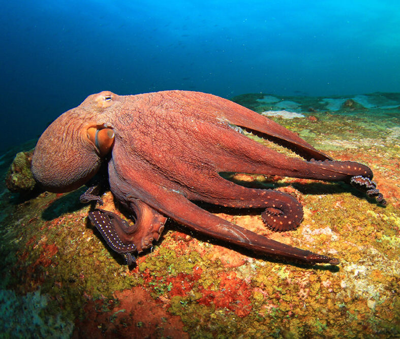 Giant red octopus resting on a colorful seafloor.