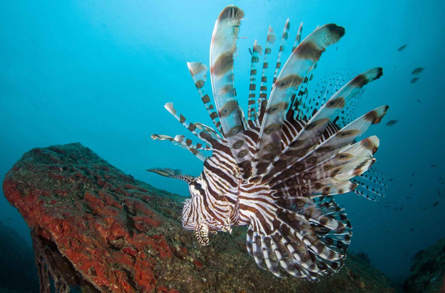 Lionfish - Ocean Conservancy