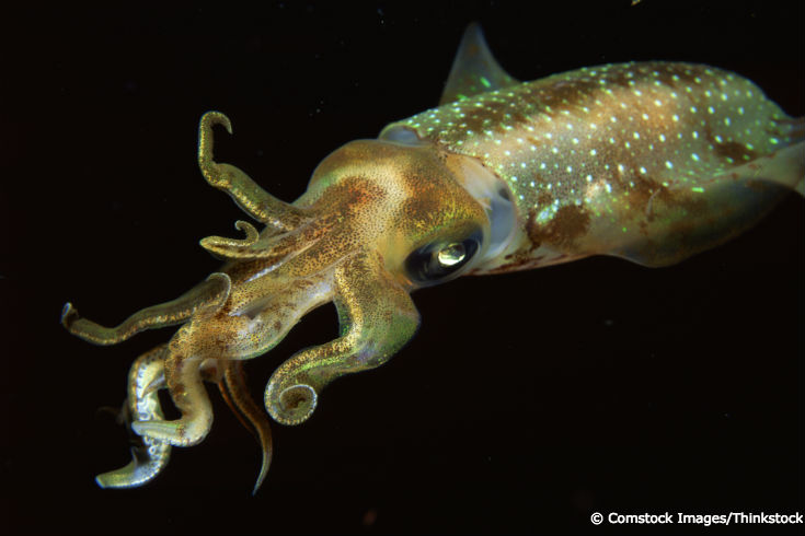 cuttlefish vs squid vs octopus