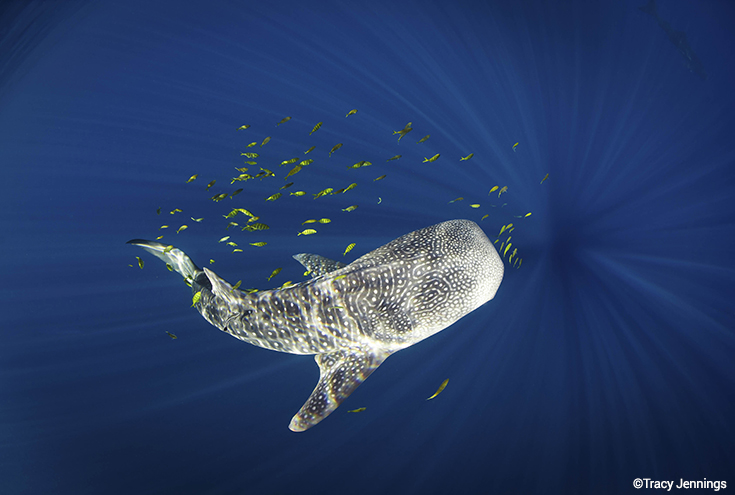 Seven Gulf Animals Worth Protecting