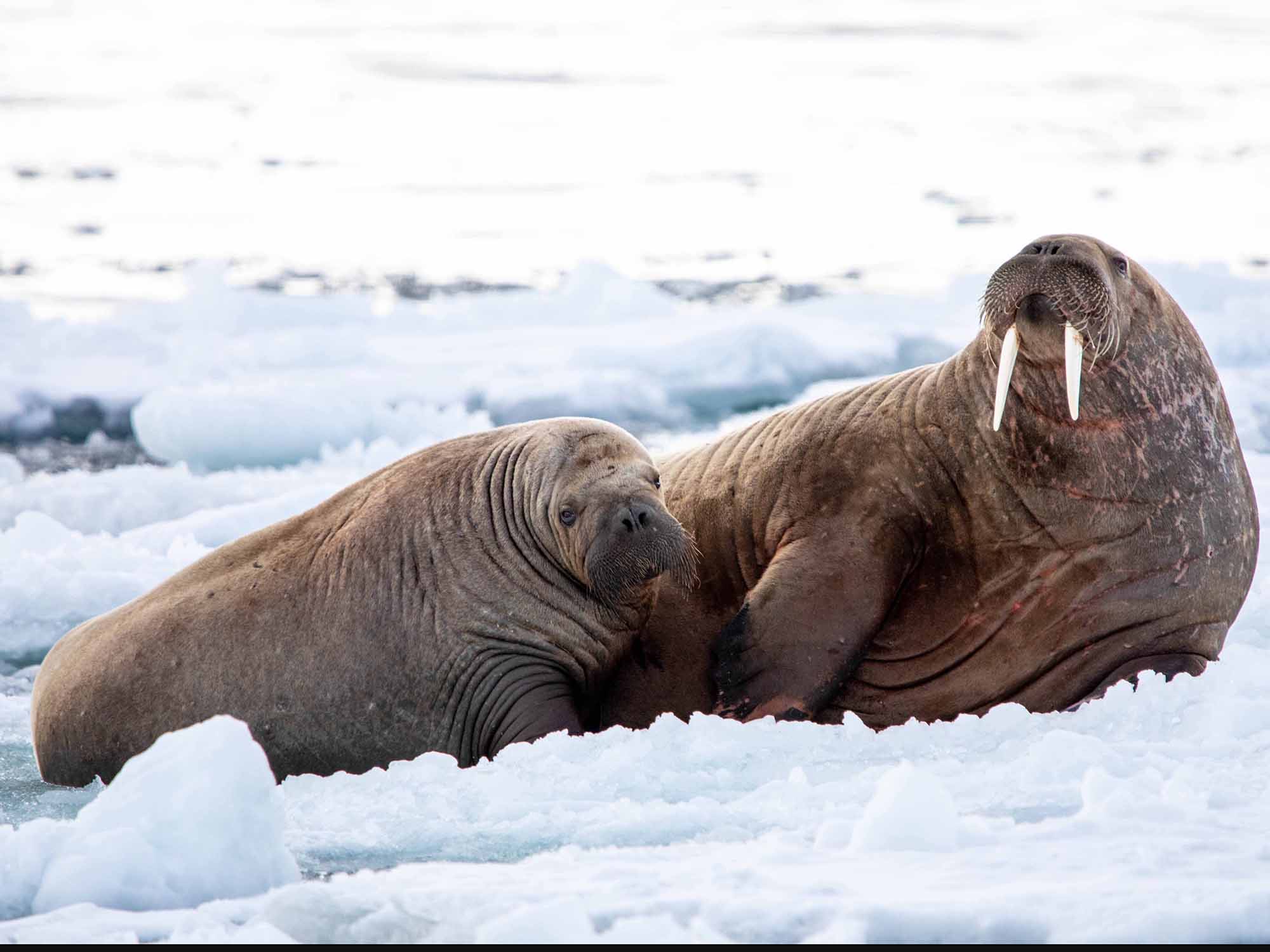 Walrus Definition Walrus Definition