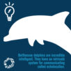 Wildlife Fact Sheets: Bottlenose Dolphin - Ocean Conservancy