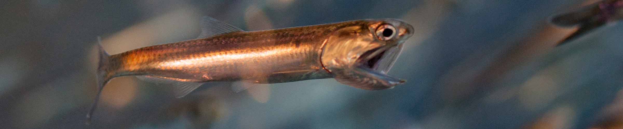 Northern Anchovy - Pier Fishing in California