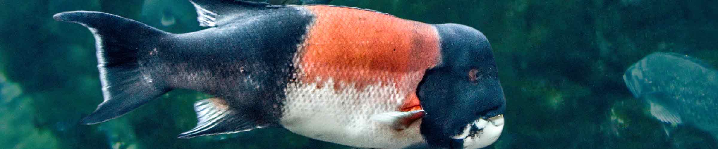 pacific sheepshead fish