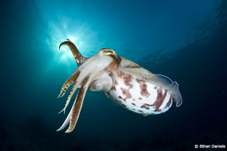 cuttlefish vs squid vs octopus