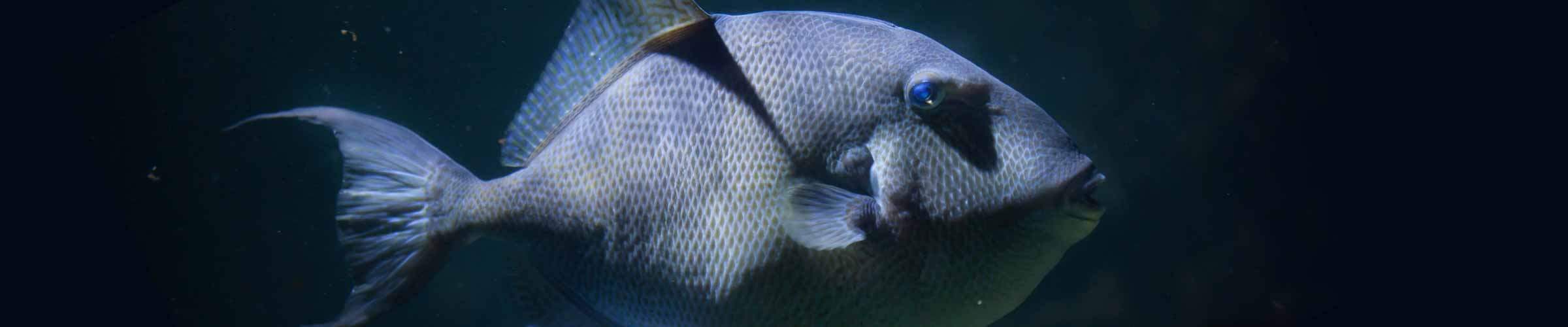 Wildlife Fact Sheets Gulf of Mexico Gray Triggerfish Ocean Conservancy