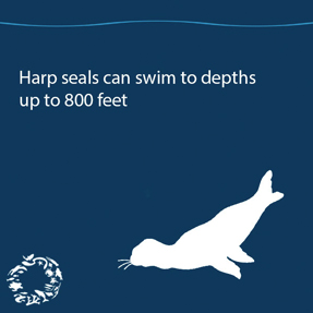 Wildlife Fact Sheets: Harp Seal - Ocean Conservancy