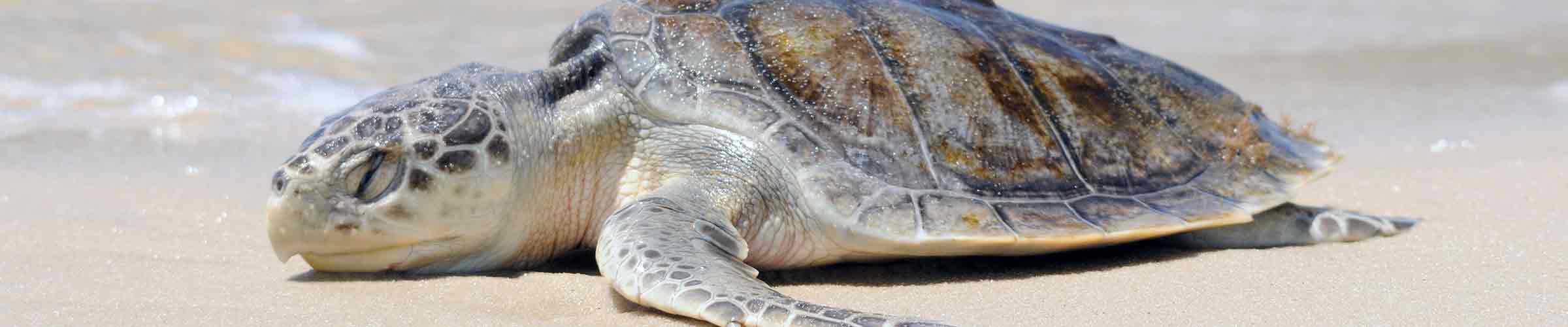 wildlife-fact-sheets-kemp-s-ridley-sea-turtle-ocean-conservancy