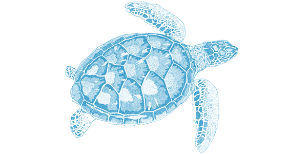 Wildlife Fact Sheets: Kemp’s Ridley Sea Turtle - Ocean Conservancy