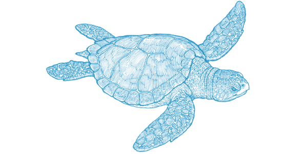 wildlife-fact-sheets-loggerhead-sea-turtle-ocean-conservancy