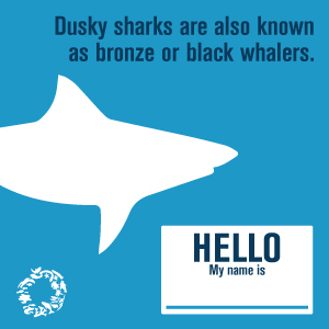 dusky-shark-get-to-know-me-2