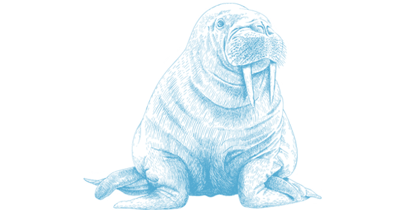 walrus ocean conservancy