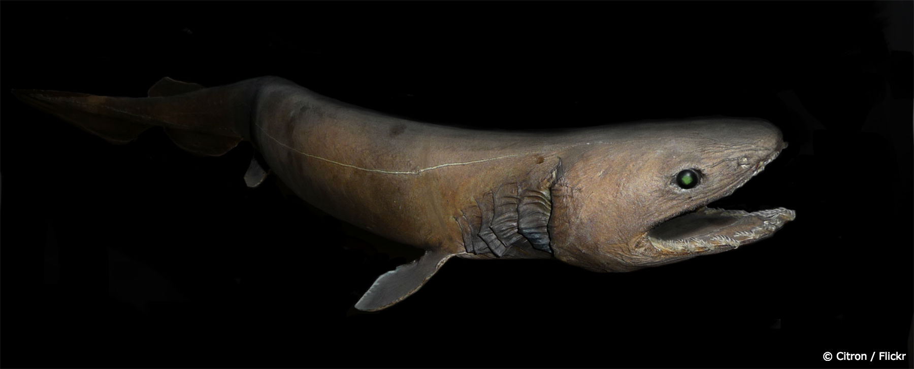 Chlamydoselachus_anguineus2_blog