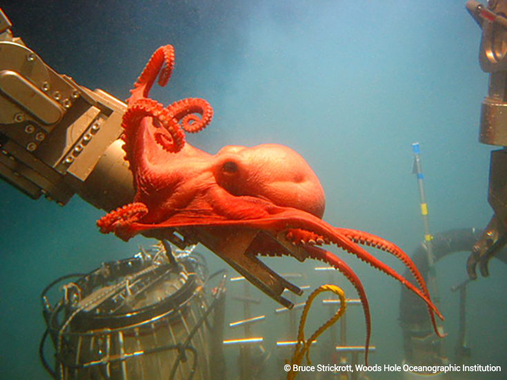 octopus_manipulator_Blog