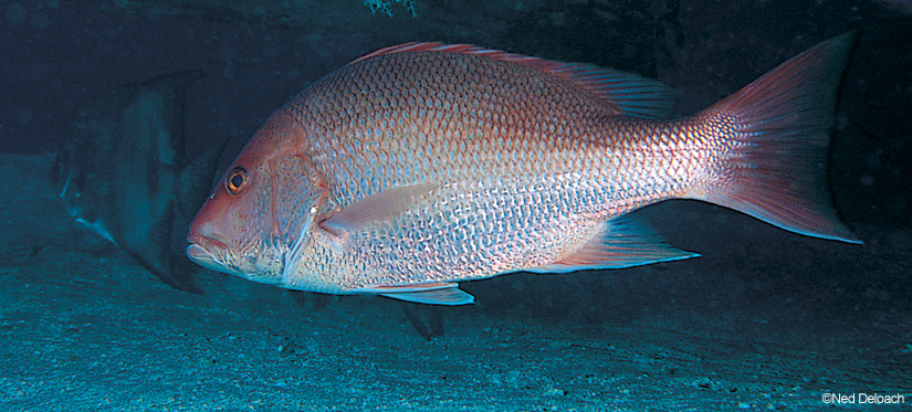 red-snapper