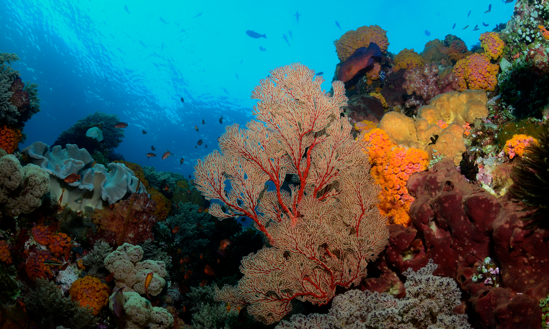 Italy's Red Coral Capital Struggles With a Warming Sea - The New York Times