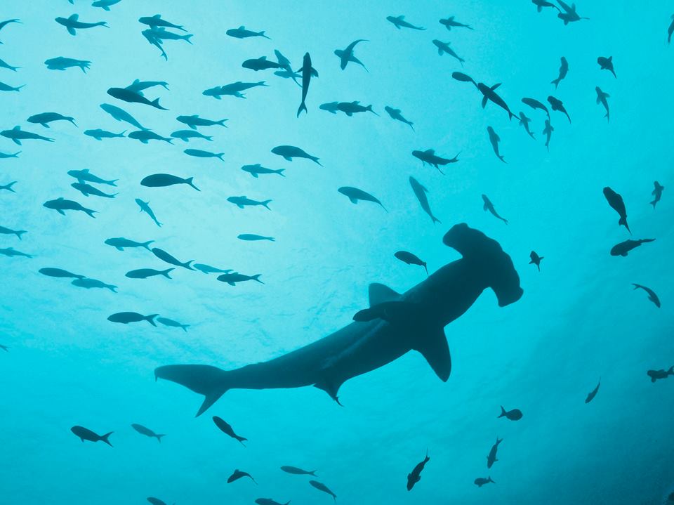 6 Tips for Taking Beautiful Underwater Photos - Ocean Conservancy