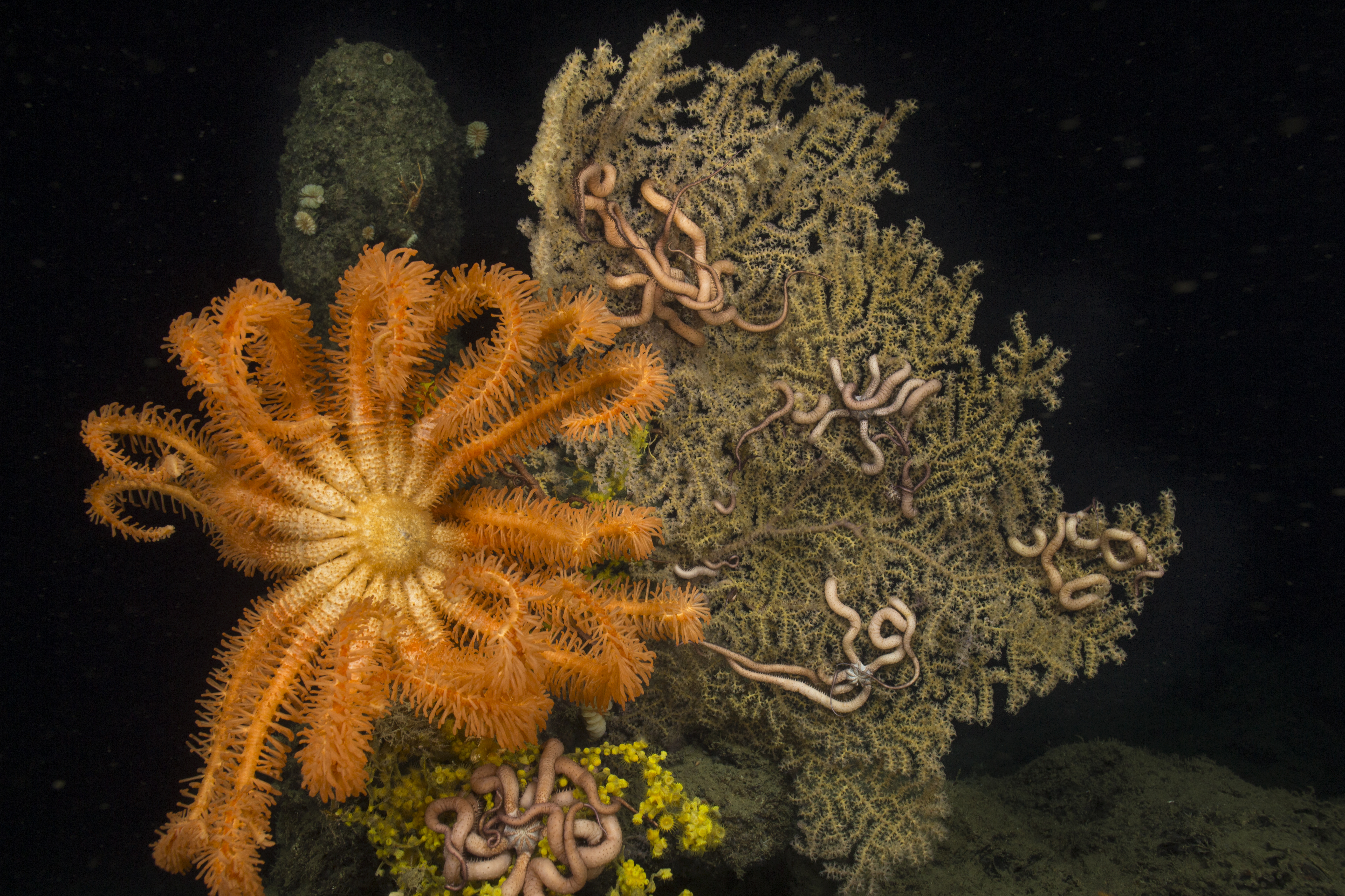 Deepwater coral