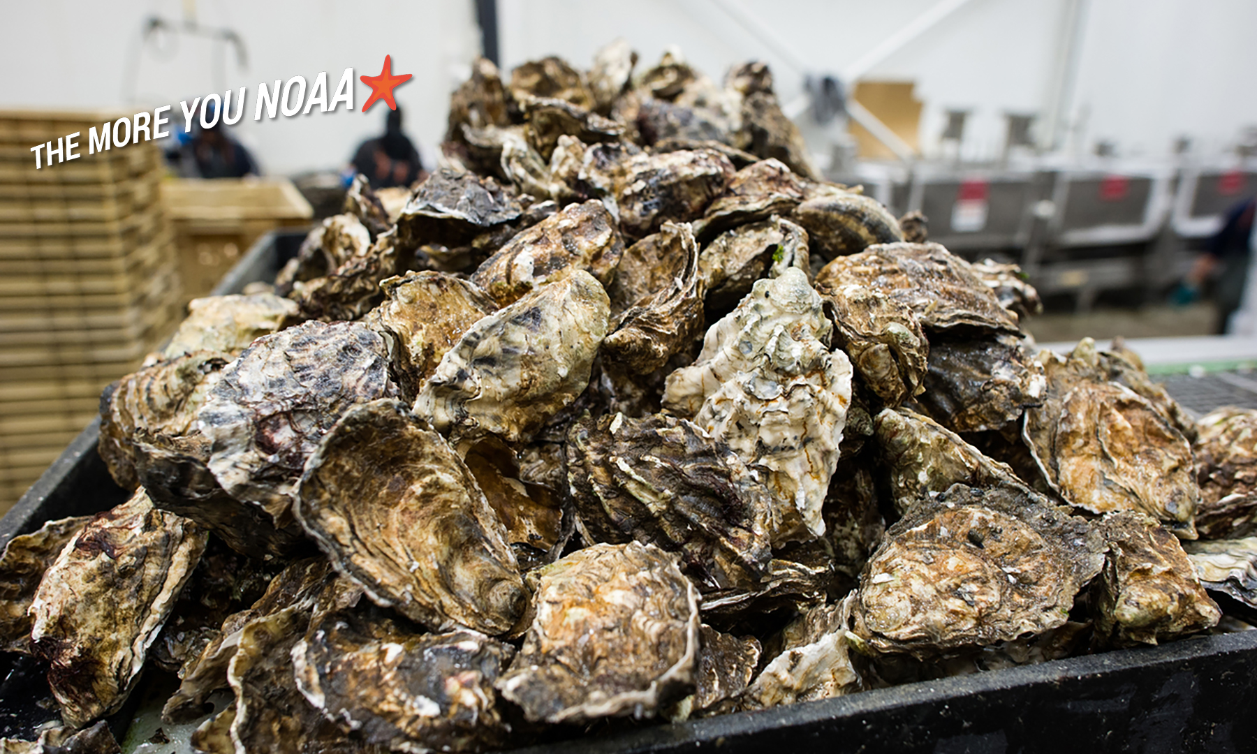 Oyster Shells Are an Antacid to the Oceans - The New York Times