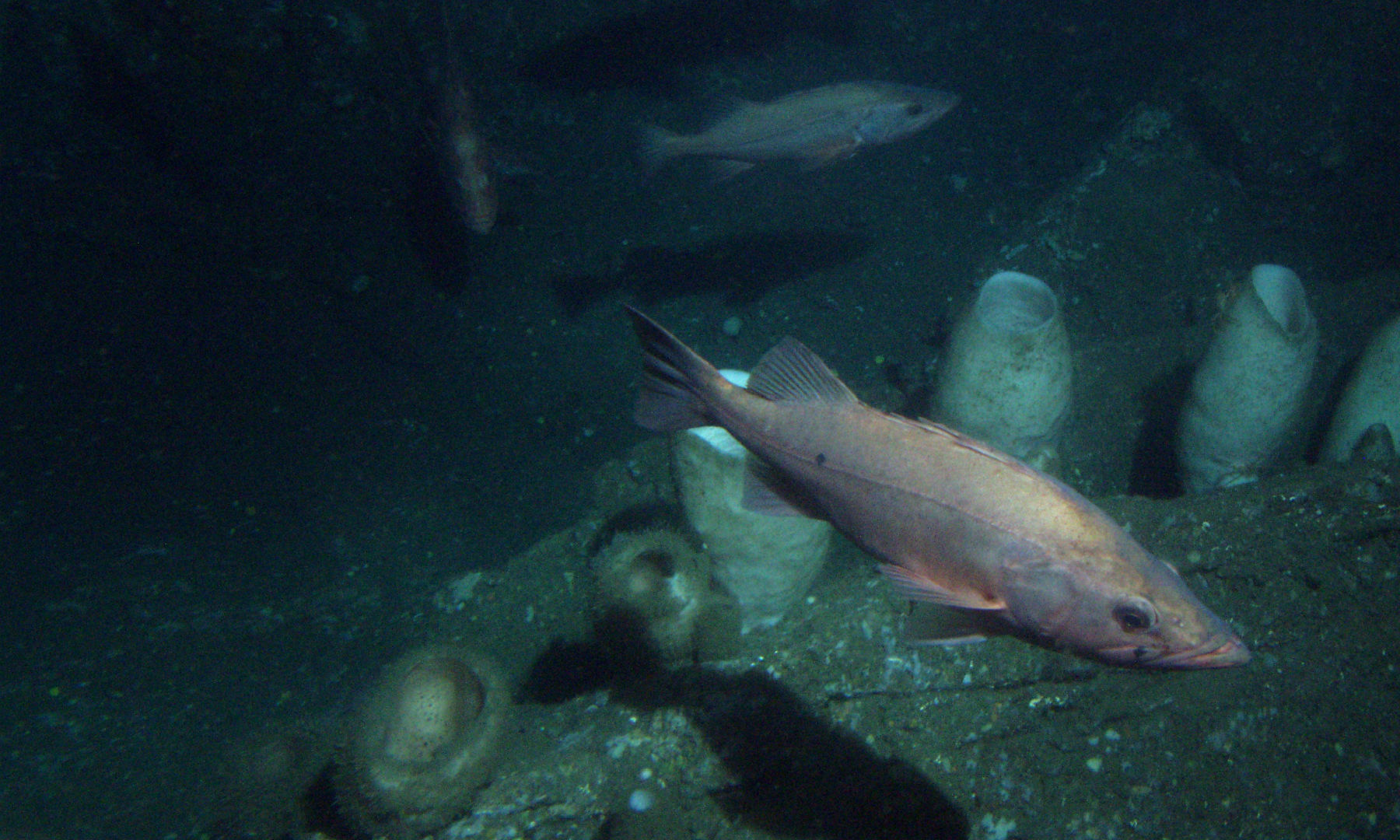 Sanc1732_-_Flickr_-_NOAA_Photo_Library_es