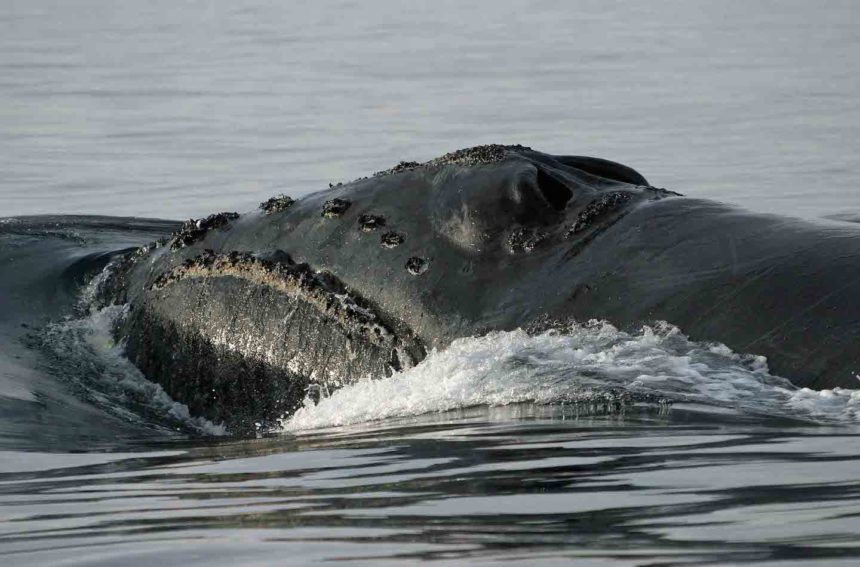 North Pacific Right Whale in at the ocean surface