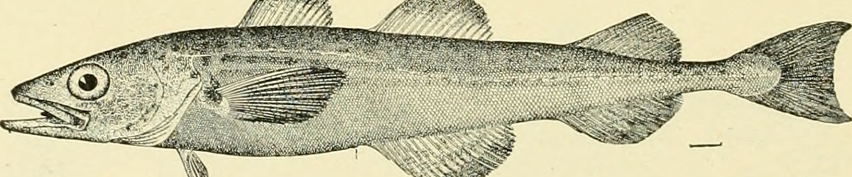 polar cod