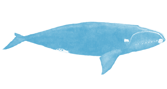 Wildlife Fact Sheets: Bowhead Whale - Ocean Conservancy